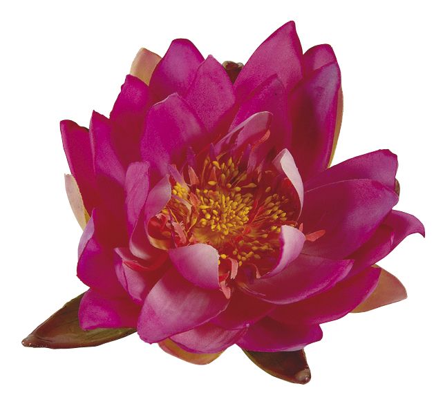 Nenúfar decorativo para estanque - Nenúfares rojo fuerte - Ø 16 cm