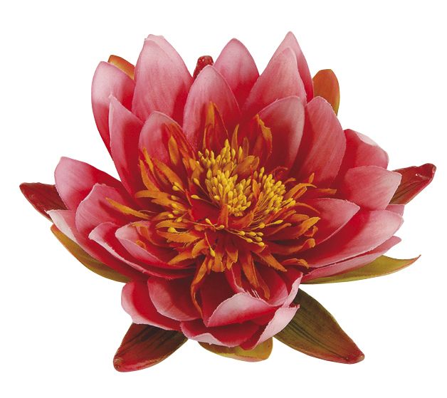 Nenúfar decorativo para estanque - Nenúfares rosa fuerte - Ø 16 cm.